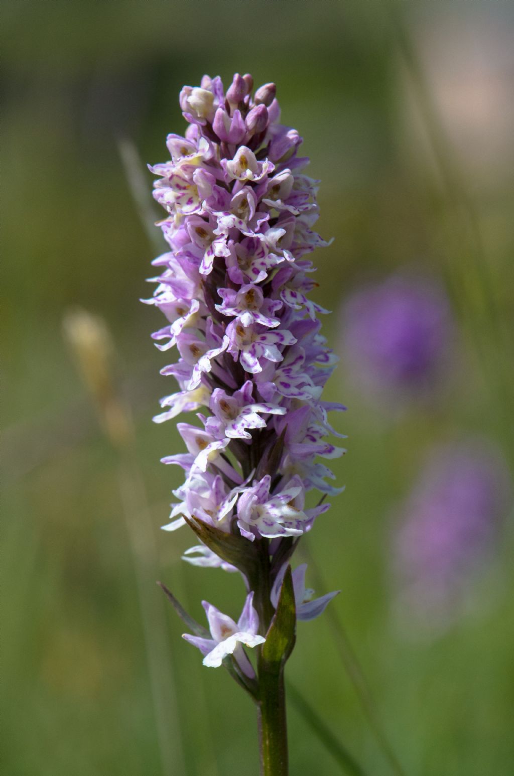  Pseudorhiza nieschalkii (Senghas) P.F.Hunt - Passo del Sempione